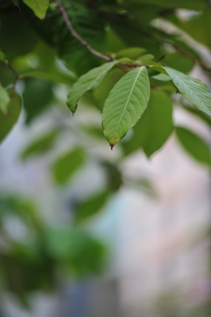 DSC_2462.JPG