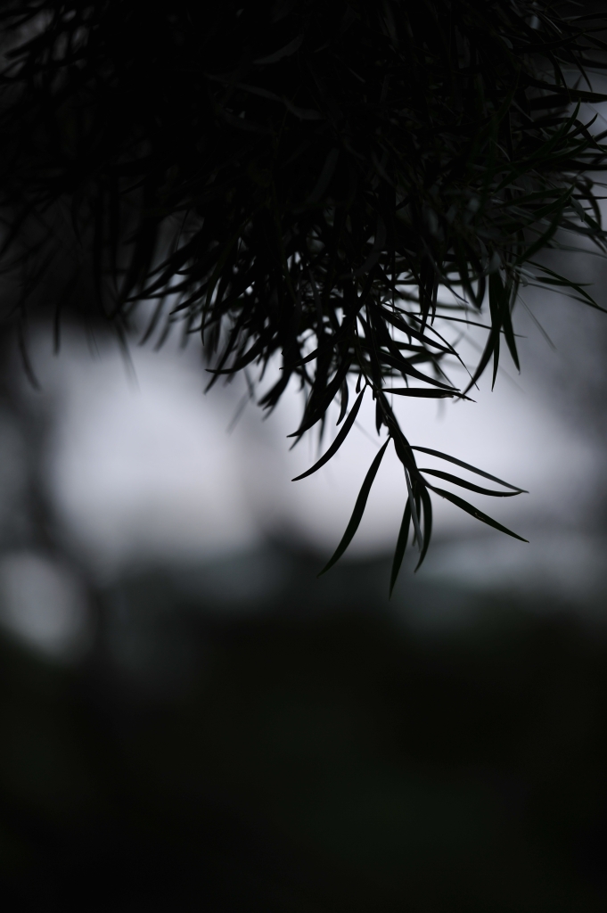 DSC_2465.JPG