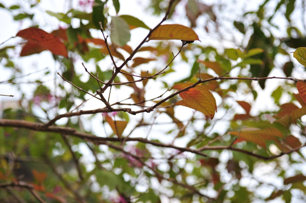 DSC_2468.JPG