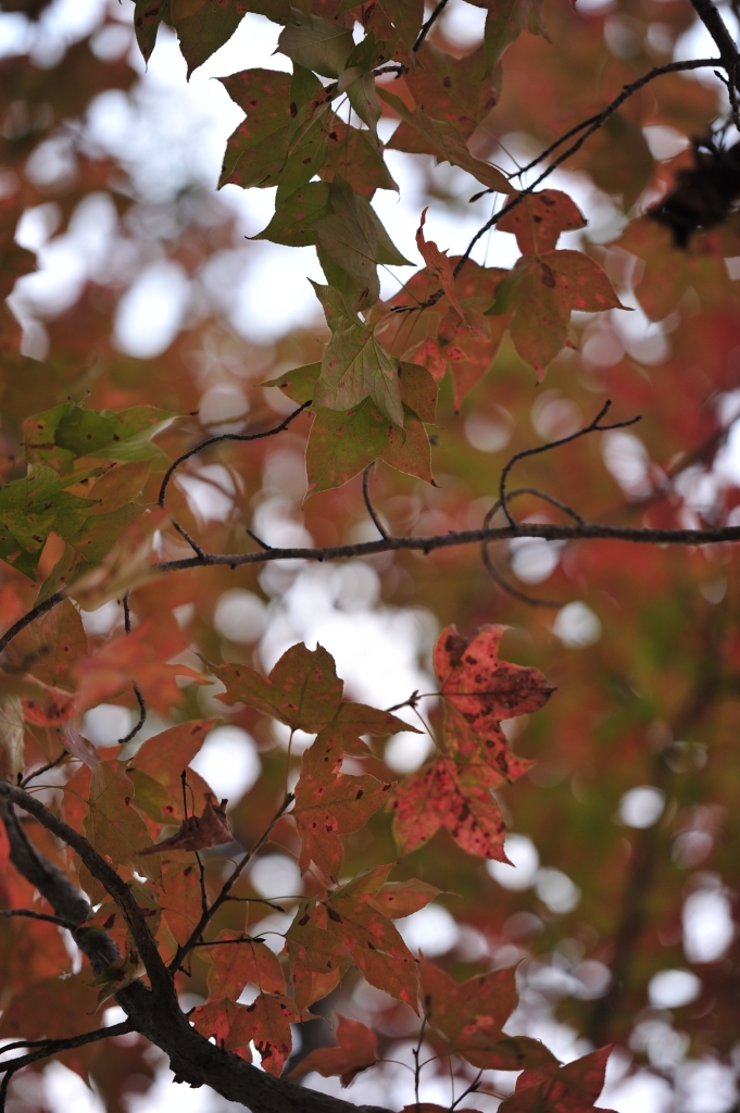 DSC_2471.JPG