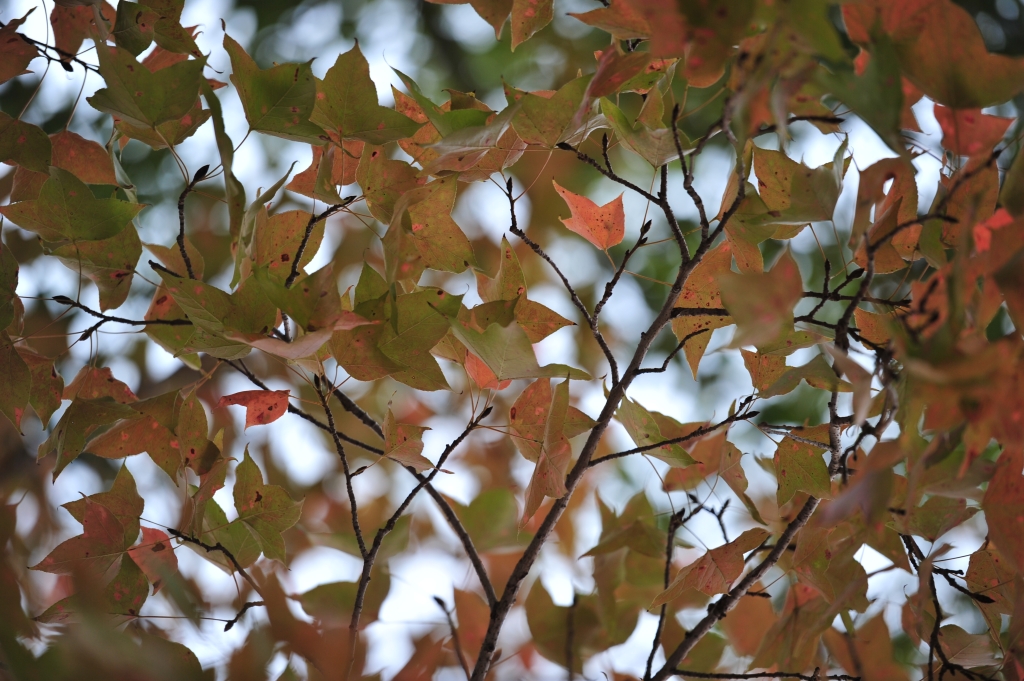 DSC_2473.JPG