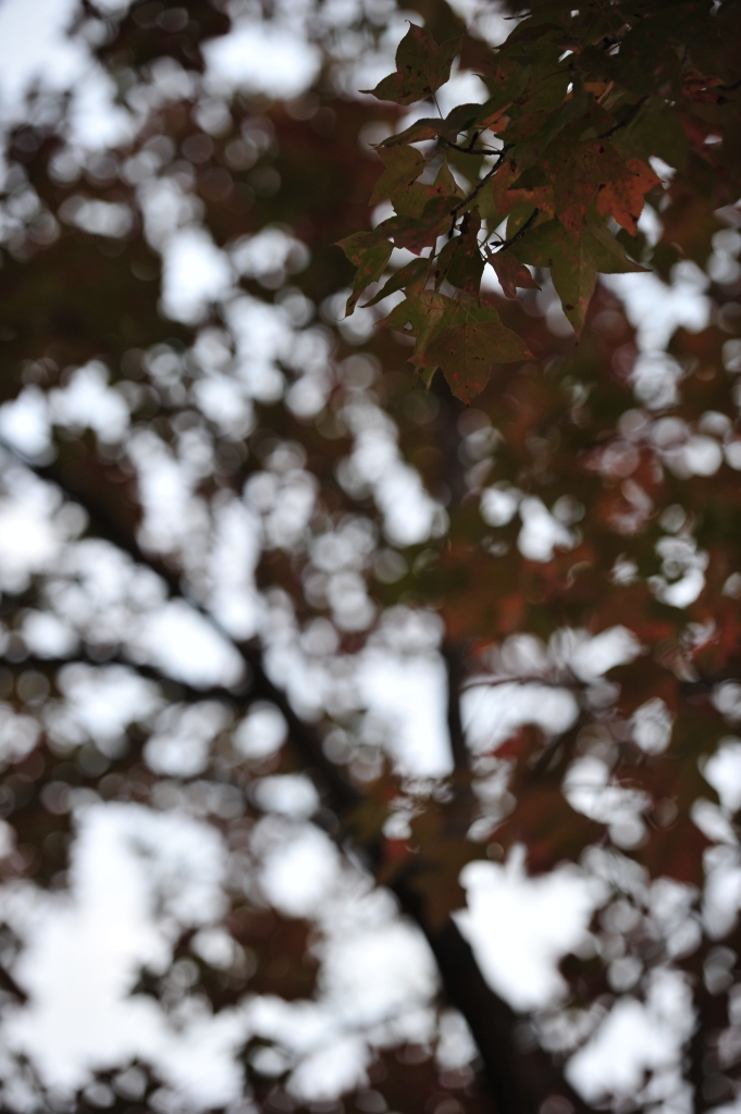 DSC_2475.JPG