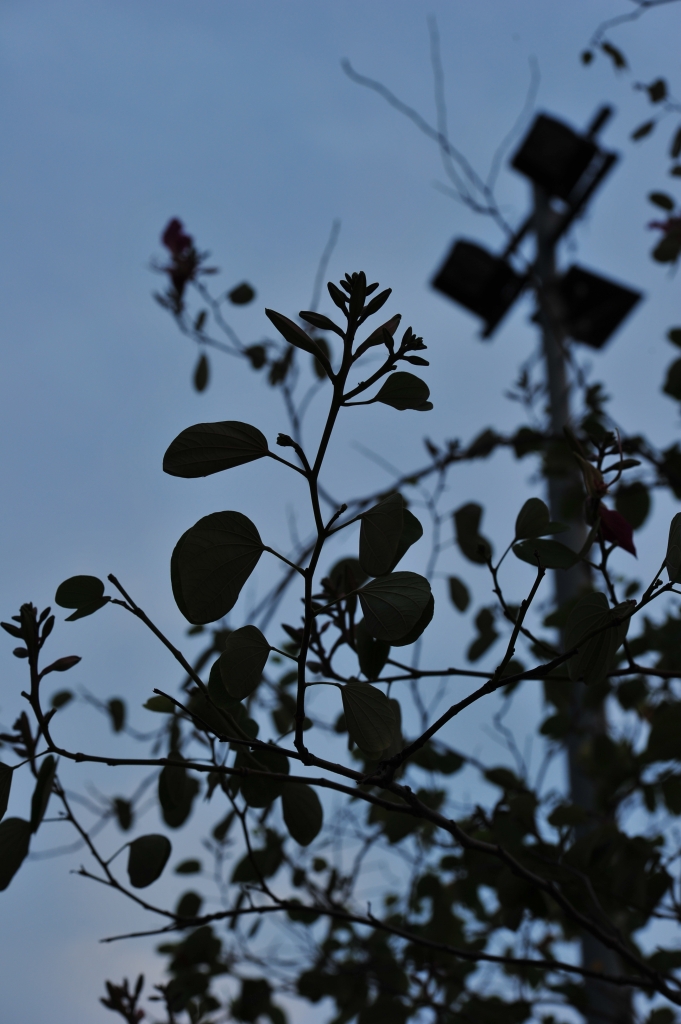 DSC_2484.JPG