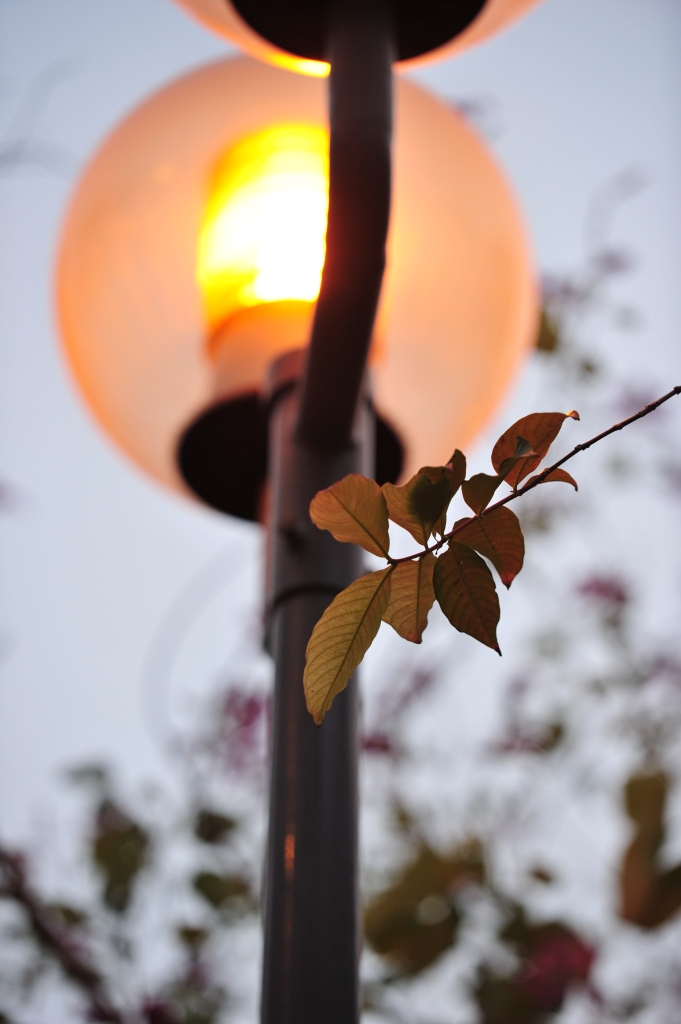 DSC_2495.JPG