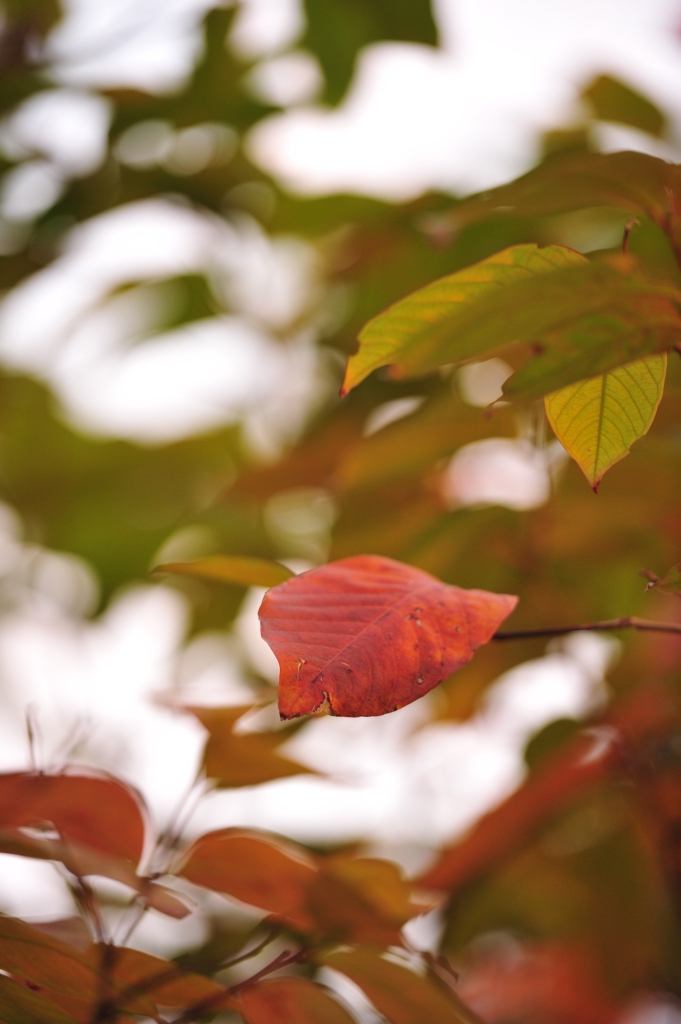 DSC_2498.JPG