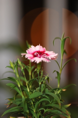 DSC_2920.JPG