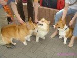 DSC07500