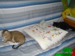 DSC07516