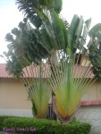DSC00825