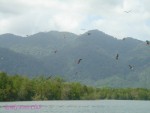 DSC09981