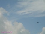 DSC09982