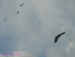DSC09983