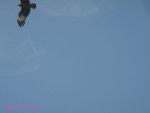 DSC09989