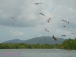DSC09990