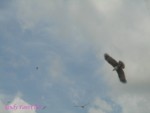 DSC09998