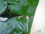 DSC00261