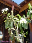 DSC00094