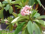 DSC00096