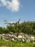DSC00136