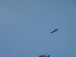 DSC00020