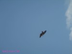 DSC00033