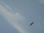 DSC00035