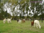 DSC02296
