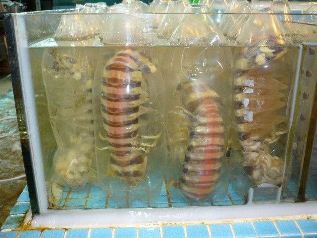 P1010137