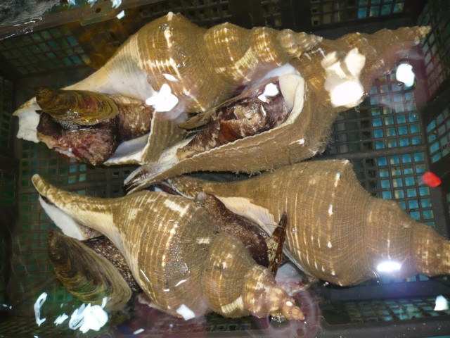 P1010145