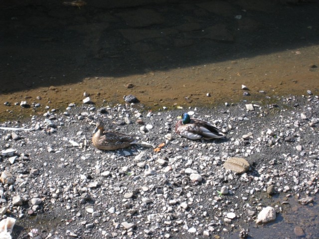 IMG 0554