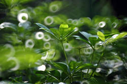 �ʭ��ۤ��G Minolta RF Rokkor-X 250mm