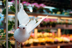 �ʭ��ۤ��G Sample