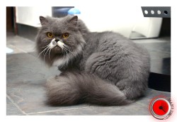 ʭۤG My Pet