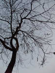 Fuji-F100-100-13