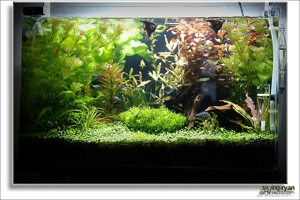 Aquarium 06