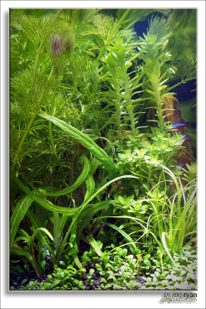 Aquarium 07