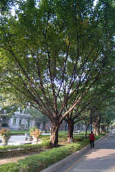 DSCF7808a