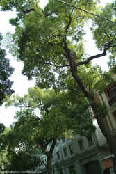 DSCF8294a