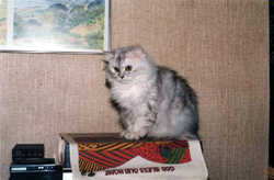 Cat1
