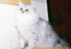 Cat10