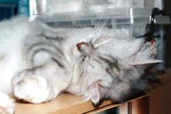 Cat11
