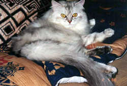 Cat12