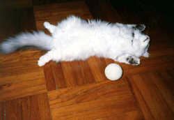 Cat13