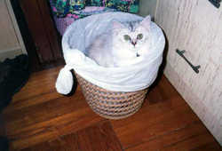 Cat14