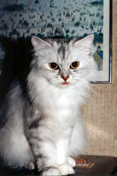 Cat15