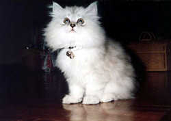Cat17