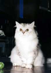 Cat19