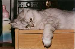 Cat2