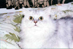 Cat5