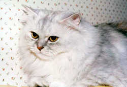 Cat6